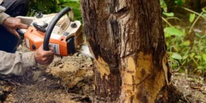 When to Call a Reliable Tree Trimming Service Near Me