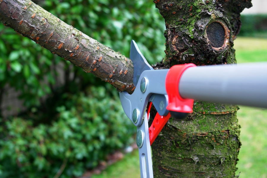 Tree Pruning Services and the Social History of Urban Tree Care