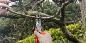 Tree Pruning Services and the Social History of Urban Tree Care