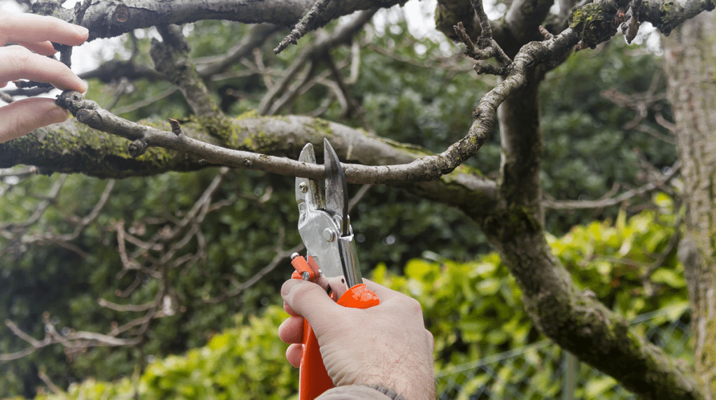 Tree Pruning Services and the Social History of Urban Tree Care