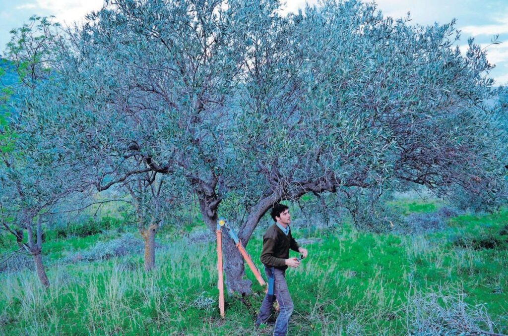 When to Call a Reliable Tree Trimming Service Near Me