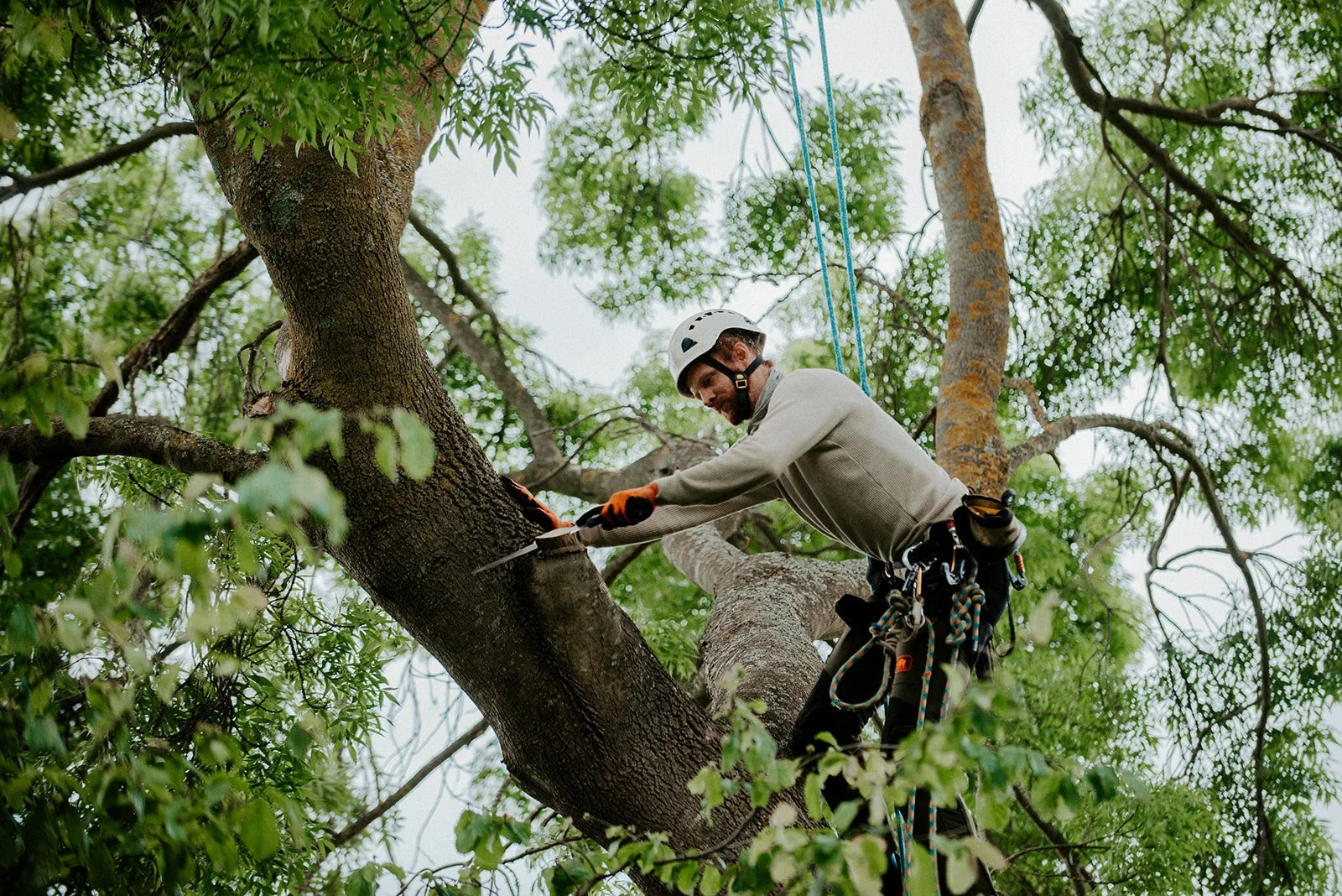 How to Choose the Right Tree Loppers Near Me in Sydney