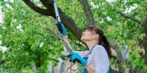 How to Choose the Right Tree Loppers Near Me in Sydney